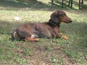 bassotto marrone cinghialato dachsund