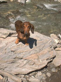 bassotto marrone cinghialato dachsund