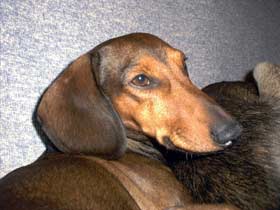 bassotto marrone cinghialato dachsund